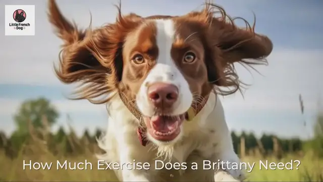 'Video thumbnail for How Much Exercise Does a Brittany Need?'
