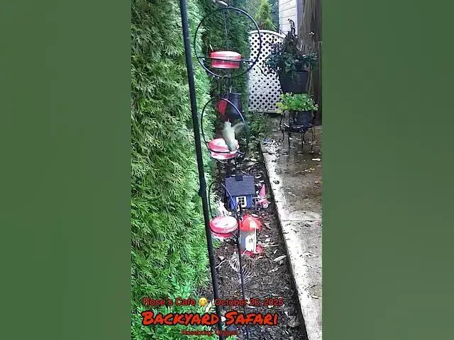 Video thumbnail for Backyard Safari- October 26, 2026 #birdwatching