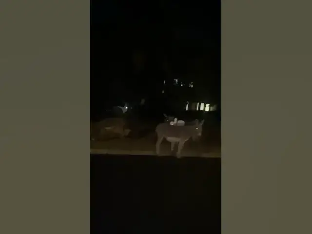 Video thumbnail for DONKEYS IN LA ?