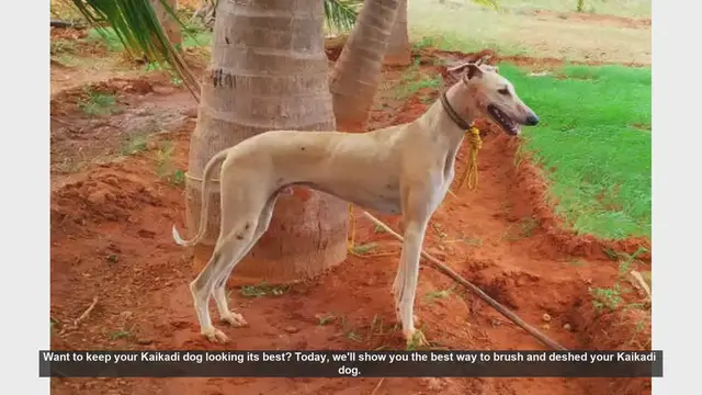 Video thumbnail for How to Brush and Deshed Your Kaikadi Dog: Step-by-Step Guide
