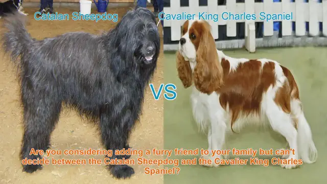 Video thumbnail for Catalan Sheepdog vs. Cavalier King Charles Spaniel: A Comprehensive Comparison