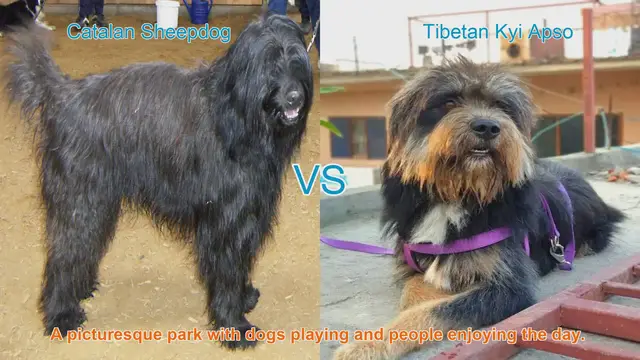 Video thumbnail for Exploring Long-Haired Dog Breeds: Catalan Sheepdog vs. Tibetan Kyi Apso