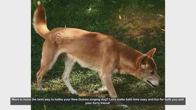 Video thumbnail for How to Bathe Your New Guinea Singing Dog: A Step-by-Step Guide