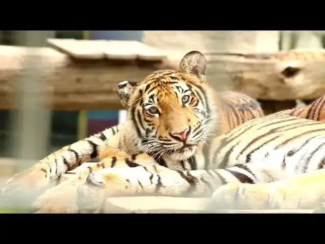 Video thumbnail for Differences Between Male and Female Tigers