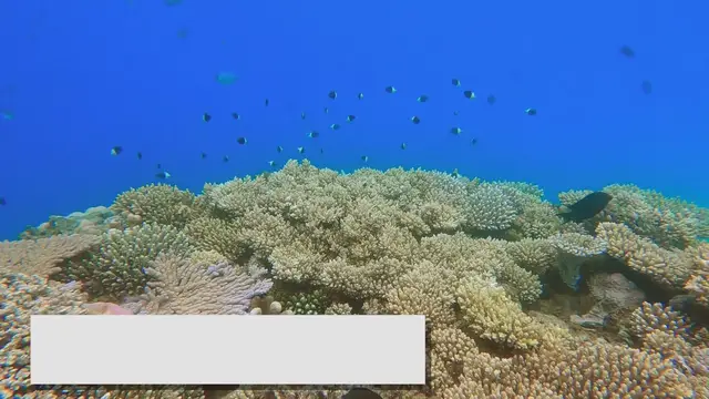 Video thumbnail for How to Maintain a Fishtank for Tropical Fish: Complete Guide