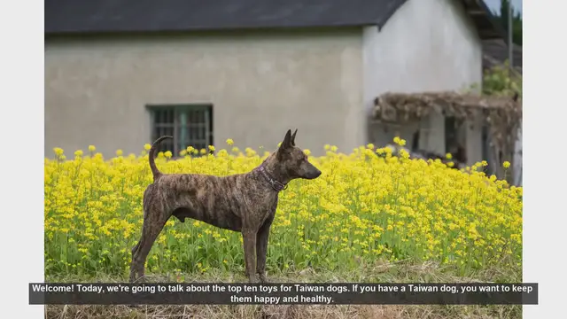 Video thumbnail for Top 10 Toys for Taiwan Dogs: Keep Your Pup Happy and Healthy!