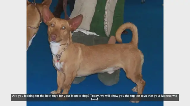 Video thumbnail for Top 10 Toys Your Maneto Dog Will Love!