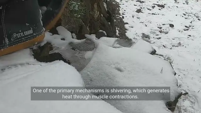 Video thumbnail for Understanding Body Temperature Regulation