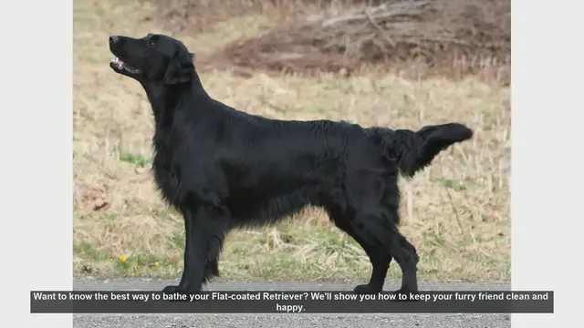 Video thumbnail for How to Bathe Your Flat-coated Retriever: Step-by-Step Guide