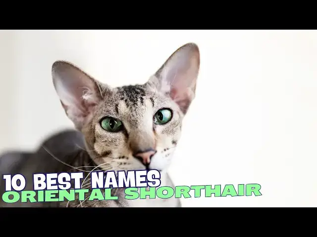 Video thumbnail for 10 Best Names for Oriental Shorthair Cats 🐾🌟