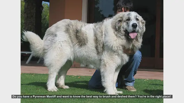 Video thumbnail for How to Brush and Deshed Your Pyrenean Mastiff: A Step-by-Step Guide