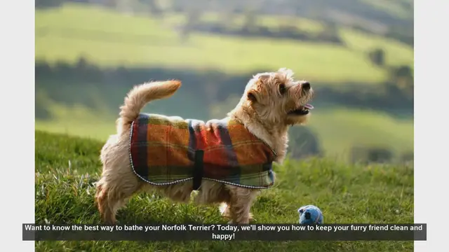 Video thumbnail for How to Bathe Your Norfolk Terrier: Step-by-Step Guide