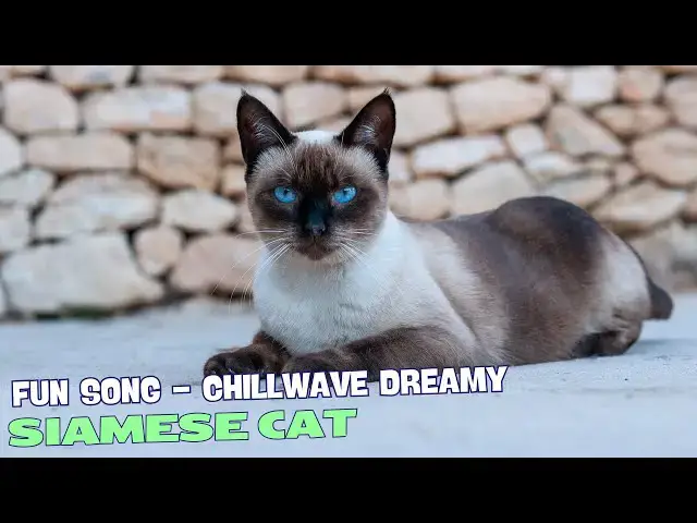 Video thumbnail for Fancy Feline🎶🐾