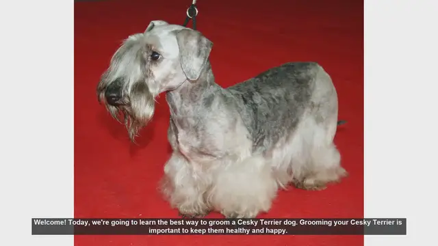Video thumbnail for How to Groom Your Cesky Terrier: A Step-by-Step Guide