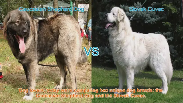 Video thumbnail for Comparing Caucasian Shepherd Dog and Slovak Cuvac: Traits and Characteristics