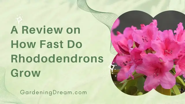'Video thumbnail for A Review on How Fast Do Rhododendrons Grow'