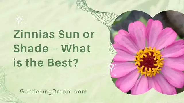 'Video thumbnail for Zinnias Sun or Shade – What is the Best?'