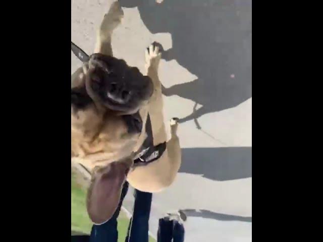 Video thumbnail for will you be my friend  #frenchbulldog #usa