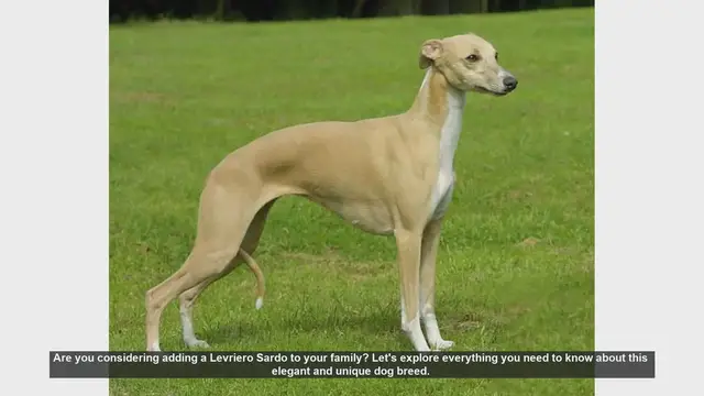 Video thumbnail for Levriero Sardo: The Elegant and Affectionate Sardinian Greyhound