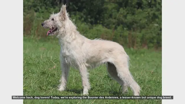 Video thumbnail for Bouvier des Ardennes: Pros and Cons of This Unique Dog Breed