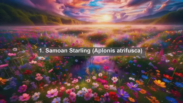 Video thumbnail for Top 10 native birds in American Samoa