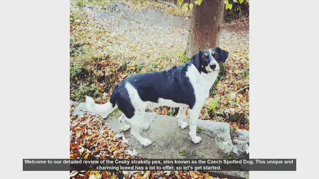 Video thumbnail for Český Strakatý Pes: The Ultimate Guide to the Czech Spotted Dog