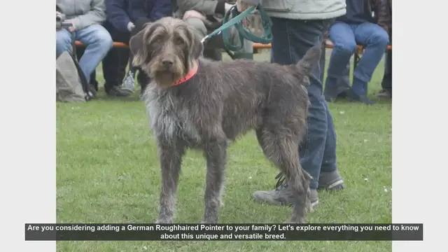 Video thumbnail for German Roughhaired Pointer: The Ultimate Guide for Potential Owners