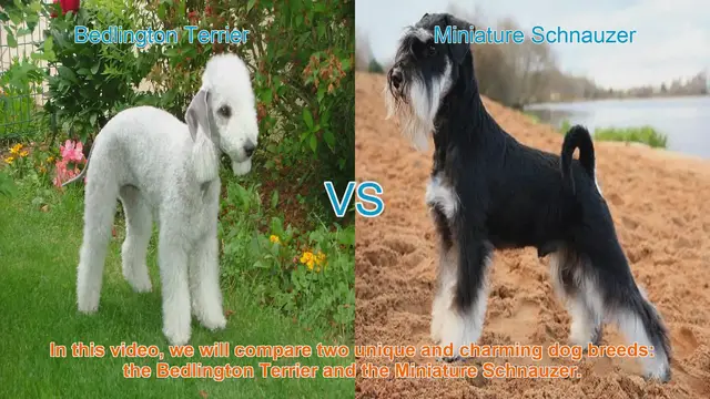 Video thumbnail for Bedlington Terrier vs. Miniature Schnauzer: A Breed Comparison