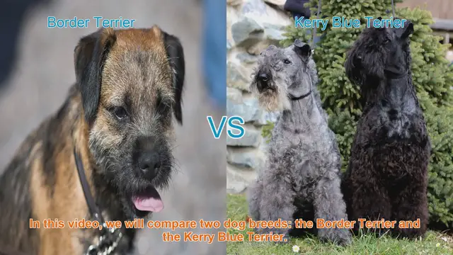 Video thumbnail for Border Terrier vs. Kerry Blue Terrier: A Breed Comparison