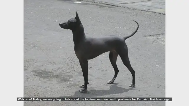 Video thumbnail for Top 10 Common Health Problems in Peruvian Hairless Dogs