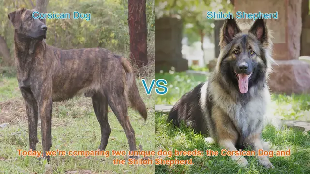 Video thumbnail for Corsican Dog vs. Shiloh Shepherd: A Comparative Guide for Dog Lovers