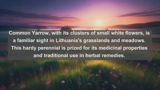 Video thumbnail for Exploring Lithuania's Botanical Wonders: Top 10 Native Flora