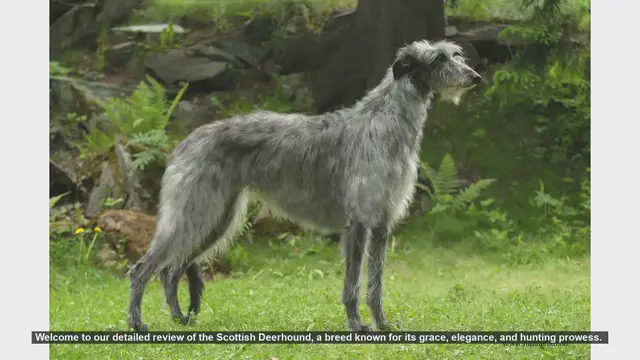 Video thumbnail for Scottish Deerhound: The Noble and Gentle Giant