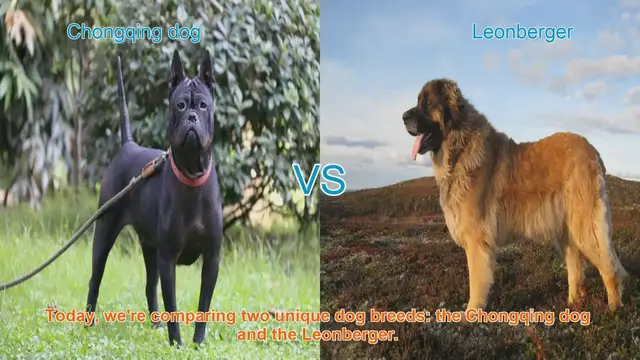 Video thumbnail for Chongqing Dog vs. Leonberger: A Breed Comparison