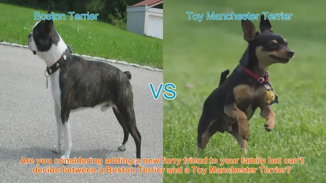 Video thumbnail for Boston Terrier vs. Toy Manchester Terrier: A Comprehensive Comparison
