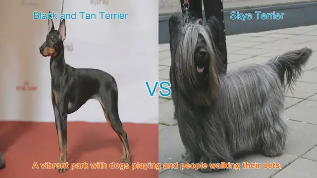 Video thumbnail for Black and Tan Terrier vs. Skye Terrier: A Breed Comparison