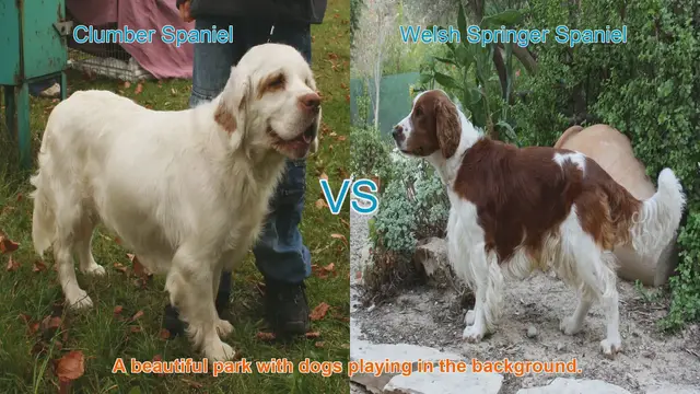 Video thumbnail for Clumber Spaniel vs. Welsh Springer Spaniel: A Comprehensive Comparison