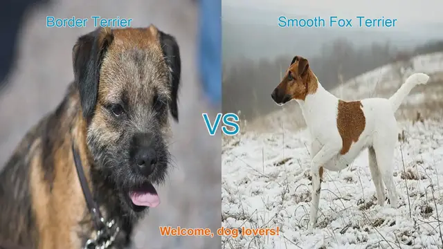 Video thumbnail for Border Terrier vs. Smooth Fox Terrier: A Comprehensive Comparison
