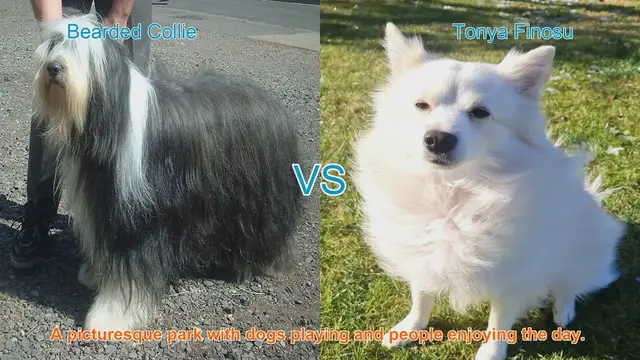 Video thumbnail for Comparing Bearded Collie and Tonya Finosu: A Guide to Long-Haired Dog Breeds
