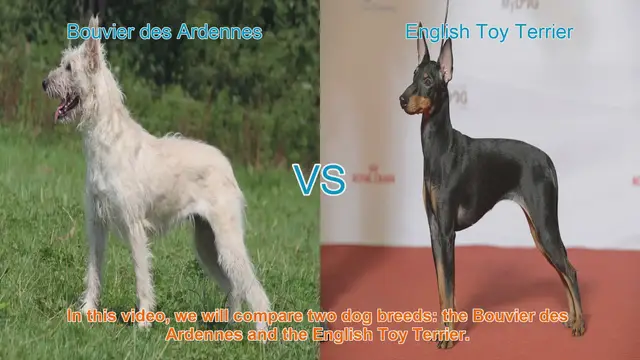 Video thumbnail for Bouvier des Ardennes vs. English Toy Terrier: A Breed Comparison