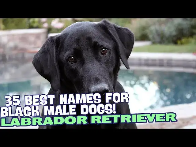 Video thumbnail for 35 Best Names for Black Male Labradors! 🐾