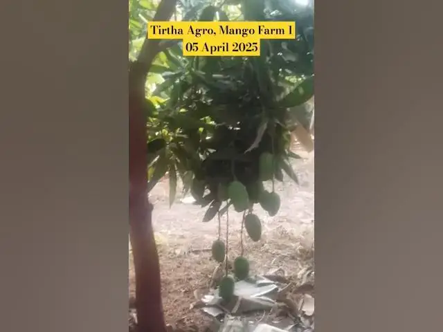 'Video thumbnail for 🥭 Tirtha Agro | Kesar Mango Farm 1 Status – 5th April 2025 🌿 #Mango #2025 #MangoFarm #KesarMango'