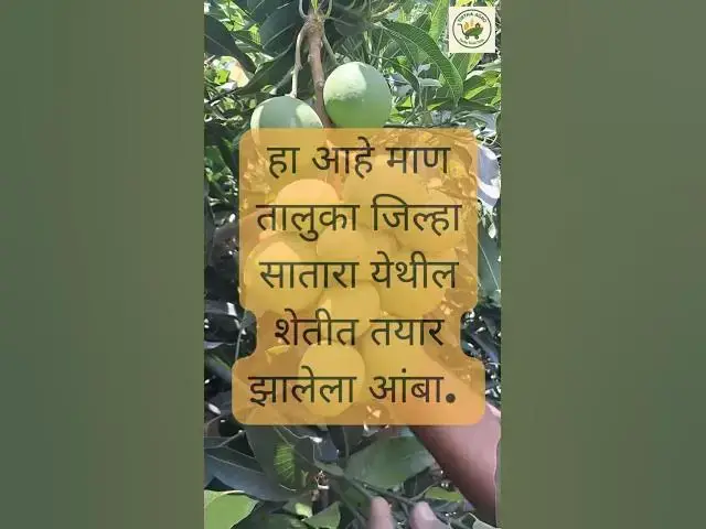 'Video thumbnail for माण तालुक्यातील "रॉयल स्पेशल" आंबा | Royal Special Mango | Punasa Mango | South India #mango'