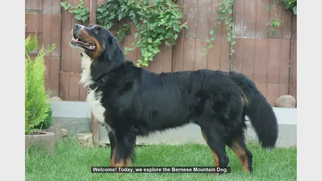 Video thumbnail for Top 10 Facts About Bernese Mountain Dogs