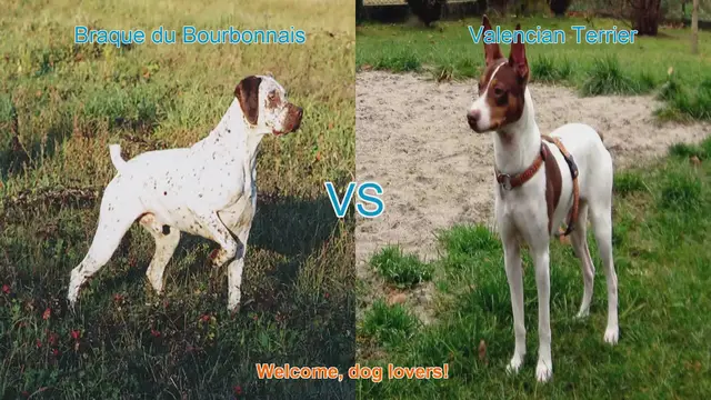 Video thumbnail for Braque du Bourbonnais vs. Valencian Terrier: A Comprehensive Comparison