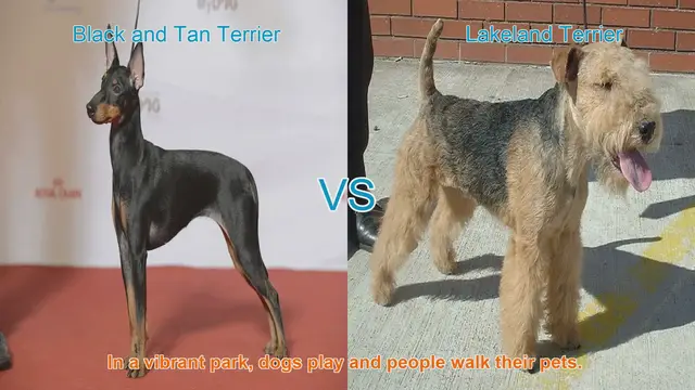 Video thumbnail for Black and Tan Terrier vs. Lakeland Terrier: A Comparison of Two Energetic Breeds