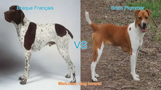 Video thumbnail for Braque Français vs. Brian Plummer Terrier: A Comparison of Unique Dog Breeds