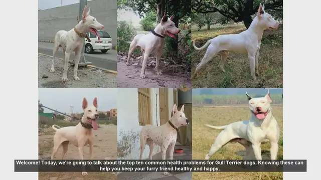 Video thumbnail for Top 10 Common Health Problems in Gull Terrier Dogs