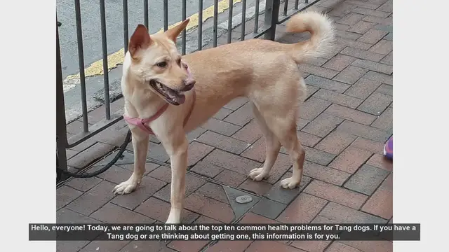 Video thumbnail for Top 10 Common Health Problems in Tang Dogs
