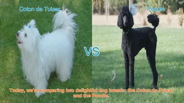 Video thumbnail for Coton de Tulear vs. Poodle: A Comprehensive Comparison